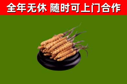 肇州回收散虫草
