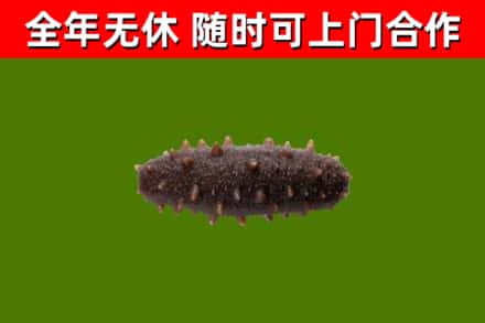 肇州回收海参干